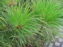 Cyperus Papyrus